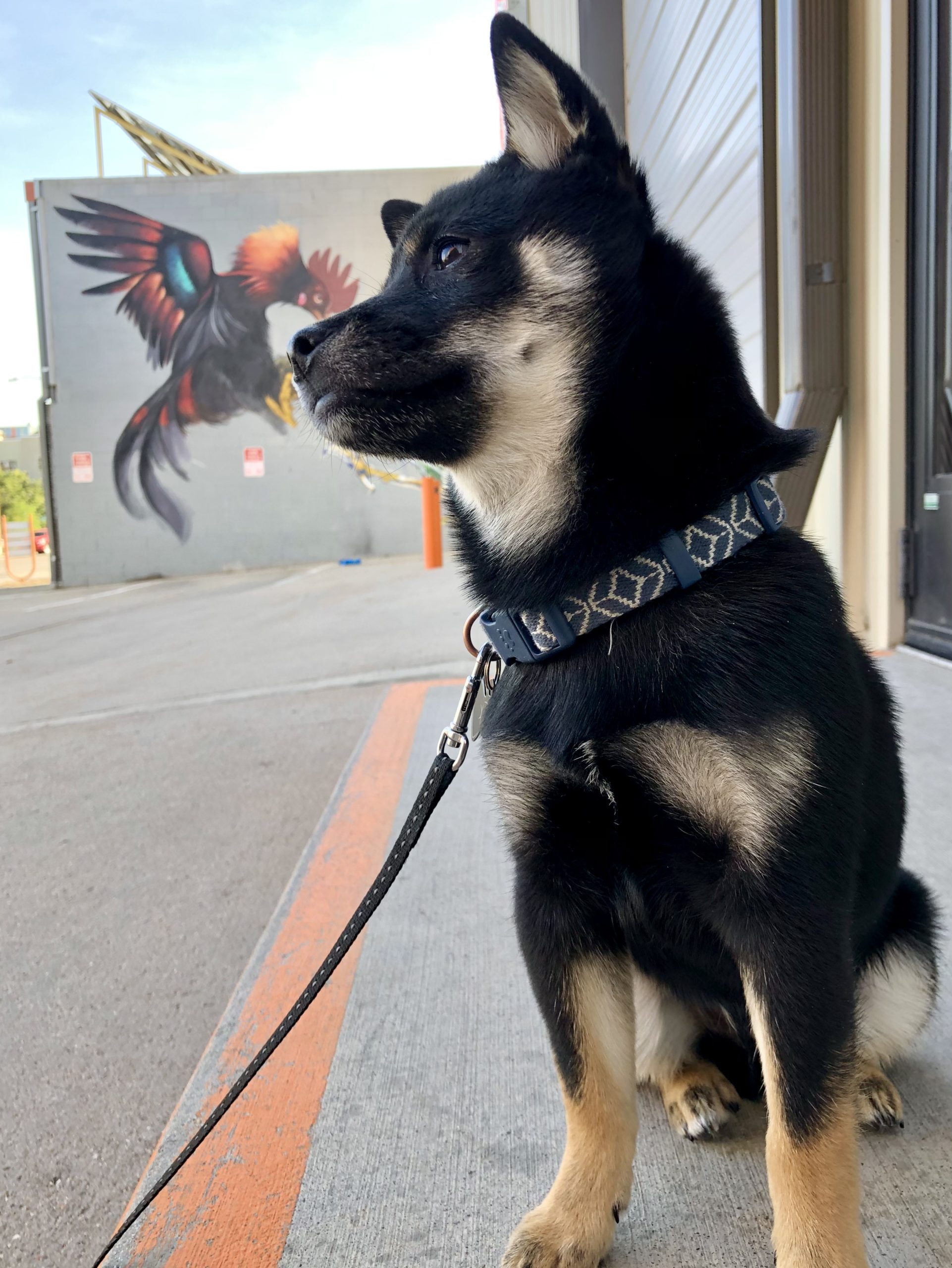 Macaroon Shiba Shiba-Roon Office Dogs of Colorado Denver