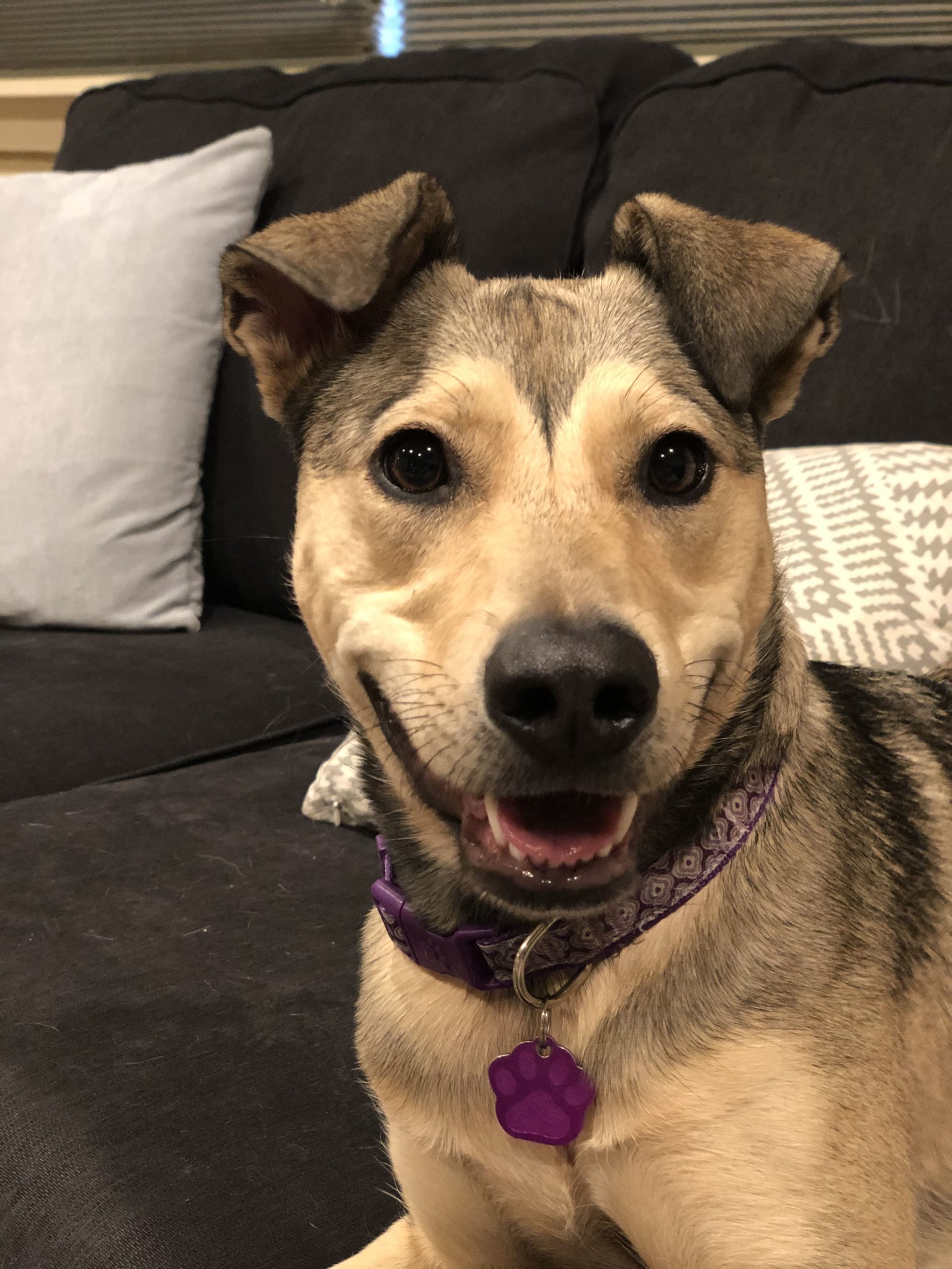 Sustainable design build office dog 