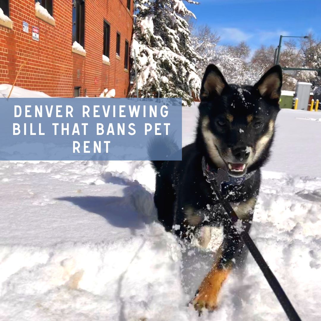 Denver Rental Apartment Pet Rent Bill Dog Puppy Rent deposit