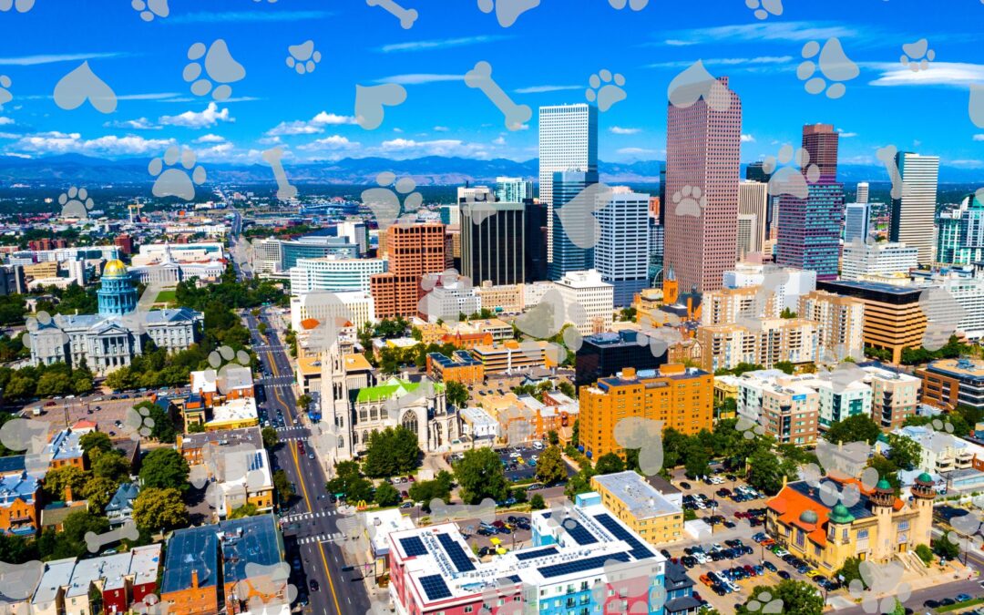 Denver’s Dog -First Culture Grows—Is Your Home Keeping Up?